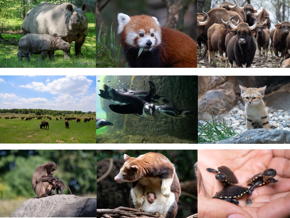 WCS Announces Favorite Wildlife Images of 2022